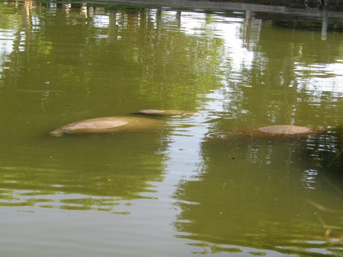 Lee County leads state in manatee deaths | News, Sports, Jobs - SANIBEL